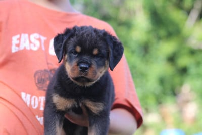 Les chiots de Rottweiler