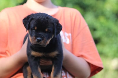 Les chiots de Rottweiler