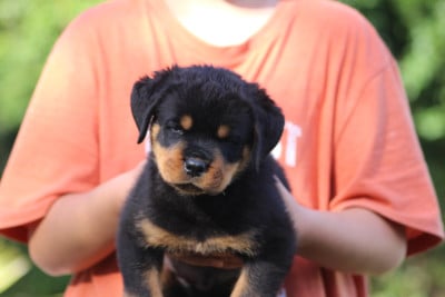 Les chiots de Rottweiler