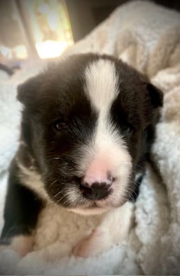 Les chiots de Chien d'ours de Carelie