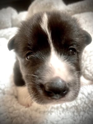 Les chiots de Chien d'ours de Carelie