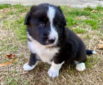 Les chiots de Chien d'ours de Carelie