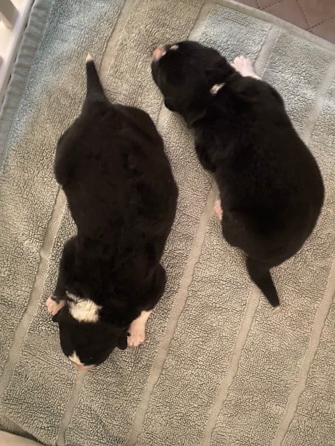 Chien d'ours de Carelie - Des Hautes Terres D'Aquitaine