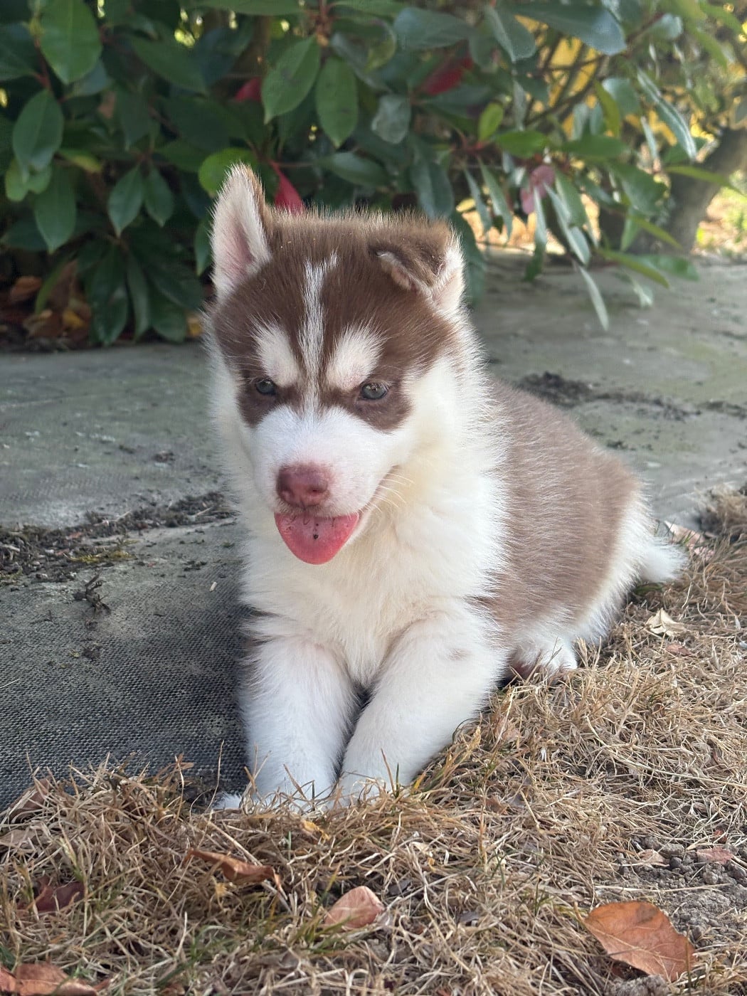 Chiot N°3 - Siberian Husky