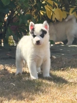 Chiot 2 - Siberian Husky