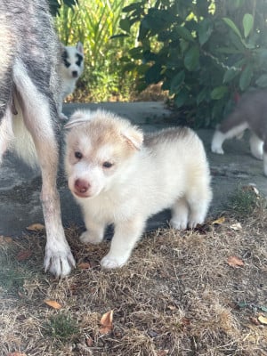 Chiot 1 - Siberian Husky