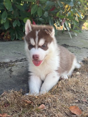 Chiot N°3 - Siberian Husky