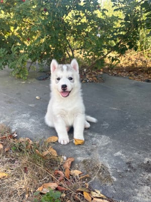 Chiot 4 - Siberian Husky
