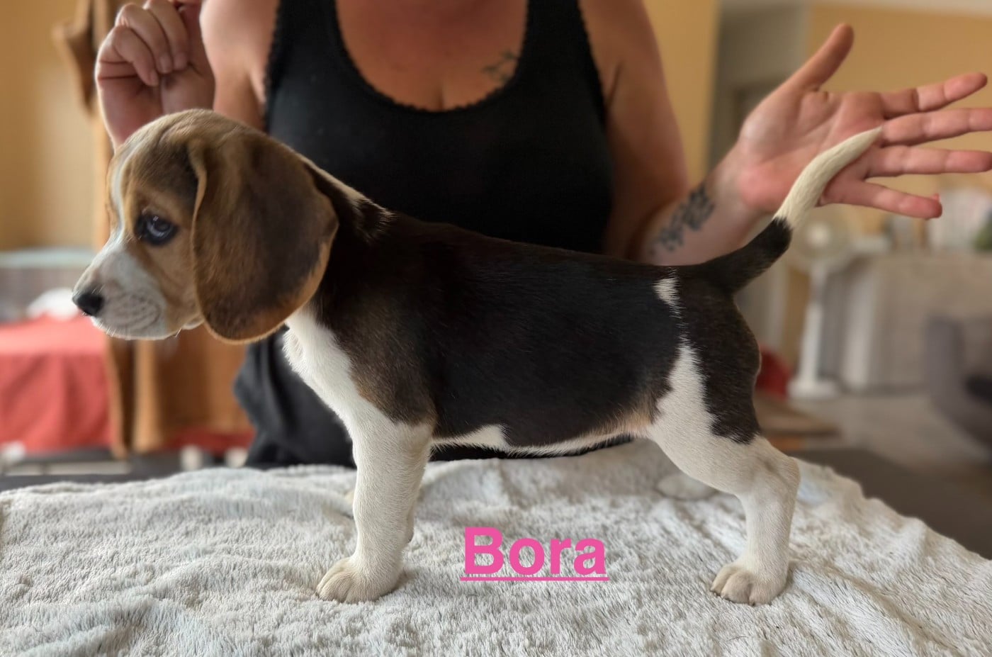 BORA - Beagle