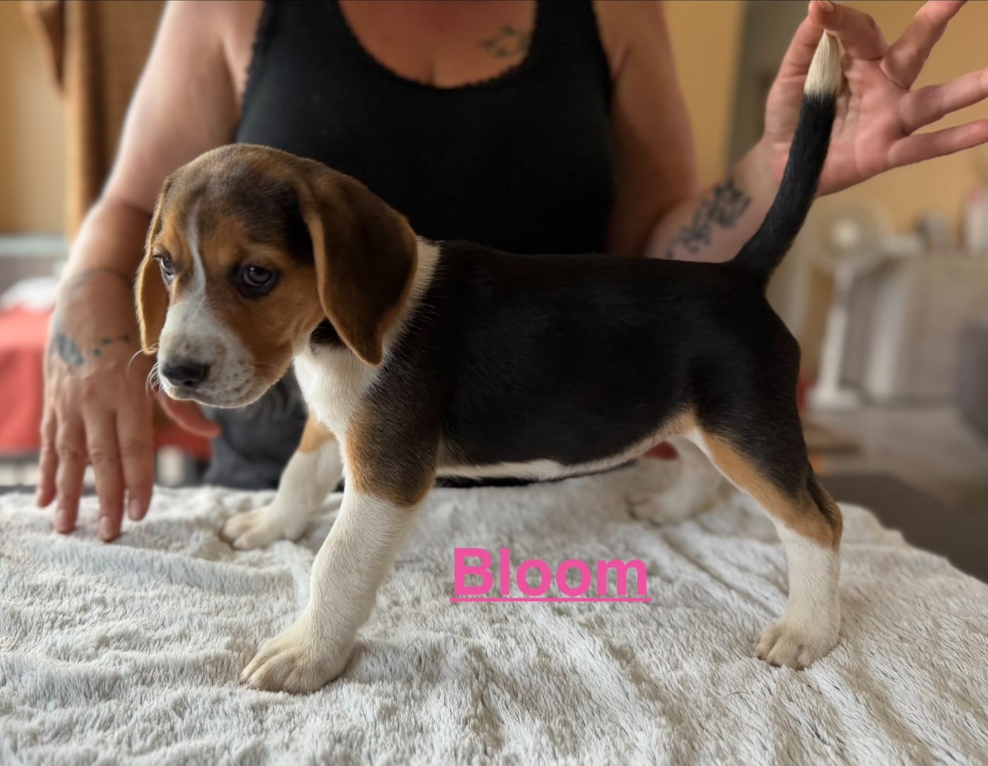 BLOOM - Beagle