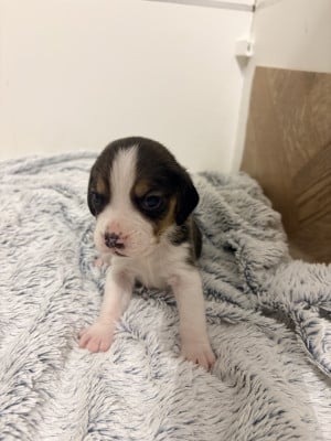 Les chiots de Beagle