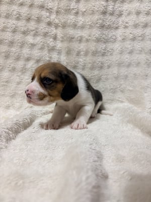 Les chiots de Beagle