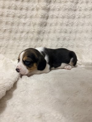Les chiots de Beagle
