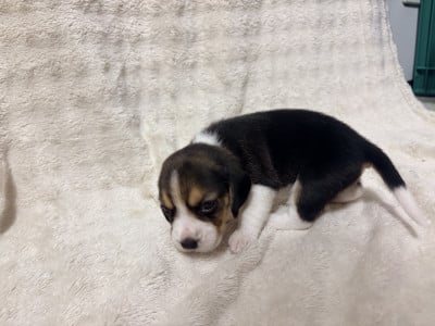 Les chiots de Beagle