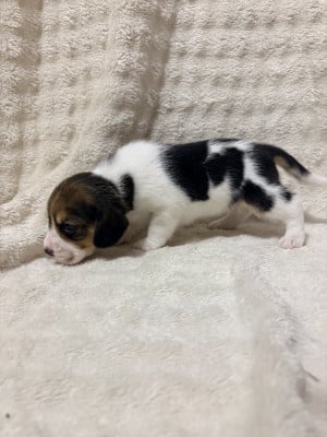 Les chiots de Beagle