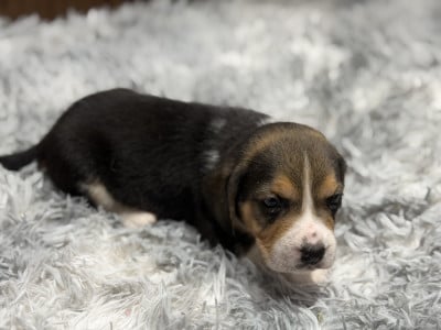 Les chiots de Beagle