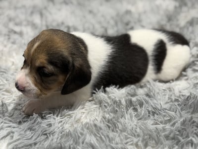 Les chiots de Beagle