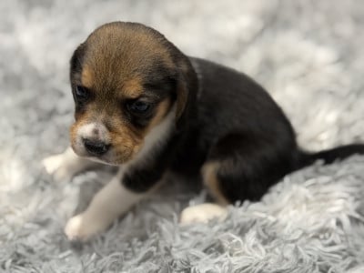 Les chiots de Beagle