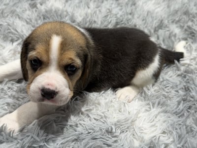 Les chiots de Beagle
