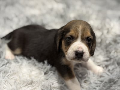 Les chiots de Beagle