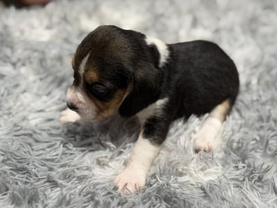 Les chiots de Beagle