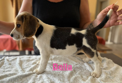 Les chiots de Beagle
