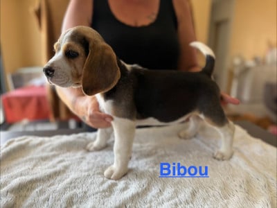 Les chiots de Beagle