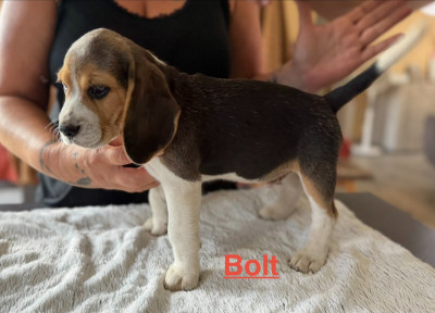 Les chiots de Beagle