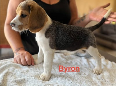 Les chiots de Beagle