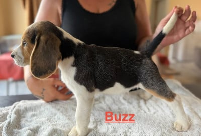 Les chiots de Beagle
