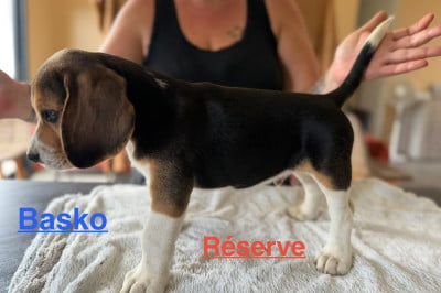 Les chiots de Beagle