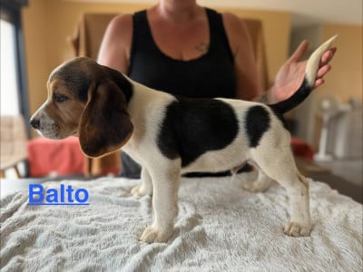Les chiots de Beagle