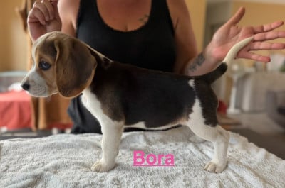 Les chiots de Beagle
