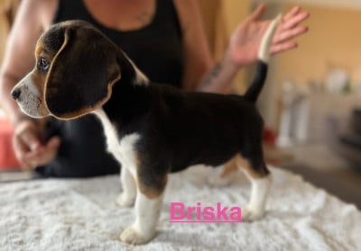 Les chiots de Beagle