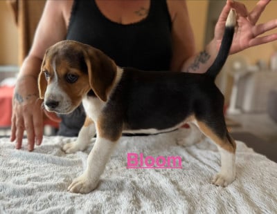 Les chiots de Beagle