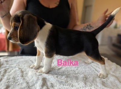 Les chiots de Beagle