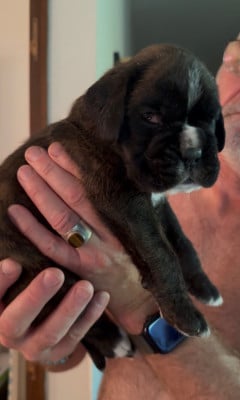 Les chiots de Boxer