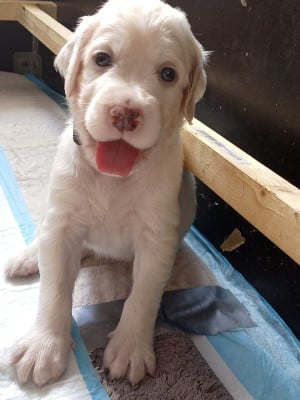 Les chiots de Setter Anglais