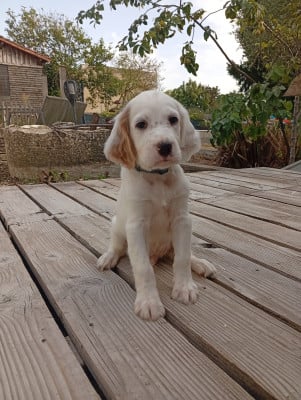 Les chiots de Setter Anglais