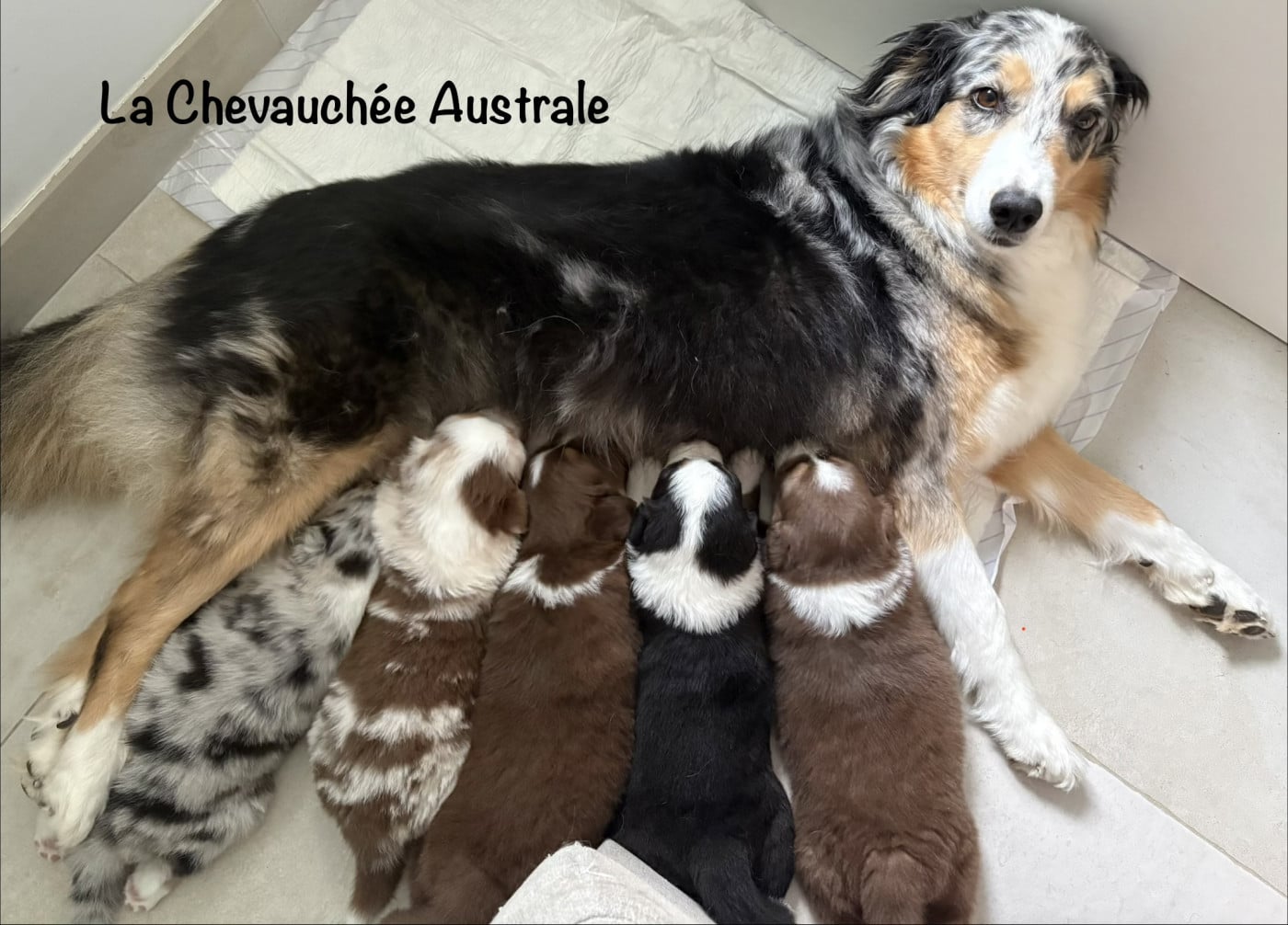 Berger Australien - De La Chevauchée Australe