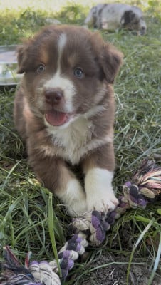 Les chiots de Berger Australien