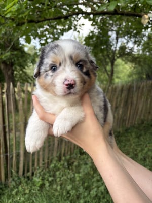 Les chiots de Berger Australien