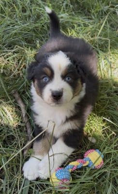 Les chiots de Berger Australien