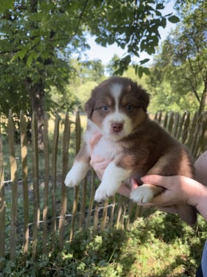 Les chiots de Berger Australien