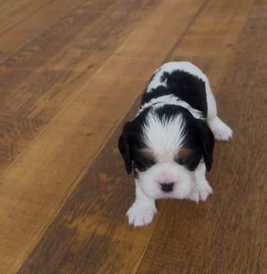 Les chiots de Cavalier King Charles Spaniel