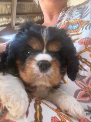 BLACK(provisoire) - Cavalier King Charles Spaniel