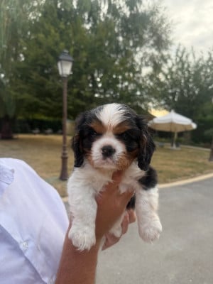 BUDDY(provisoire) - Cavalier King Charles Spaniel