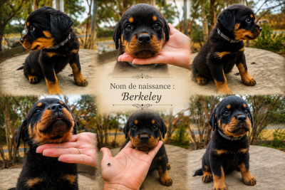 Les chiots de Rottweiler