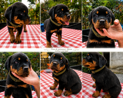 Les chiots de Rottweiler
