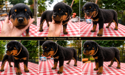 Les chiots de Rottweiler